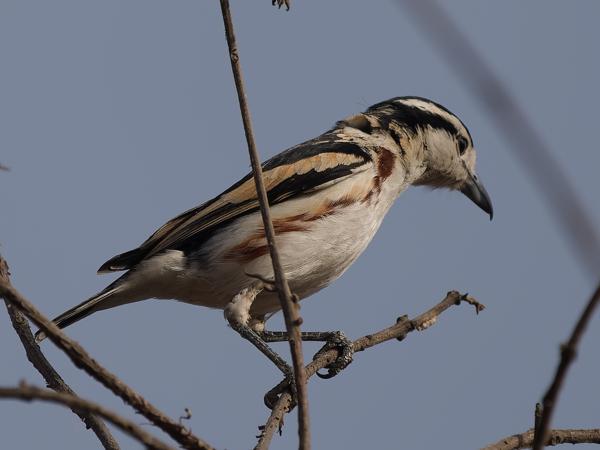 <h3><a href="/trips/gambia/biota/animalia/chordata/aves/040 passeriformes/036 malaconotidae/nilaus afer/nilaus afer-nl.html">Nilaus&nbsp;afer</a> / Brubru / Broebroe</h3>OM-1 Mark II met OLYMPUS M.150-400mm F4.5, 1/2000 sec  bij F4.5, ISO 200, afstand 8.71&nbsp;m